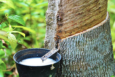 乳膠薄墊天然防蟎抗菌的優點 - 佶豊床墊